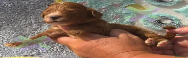 Cockapoo 5