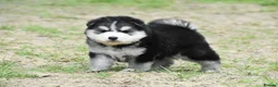 Pomsky dogs for sale: Genuine Pomsky puppies from health tested parents - Advert 6