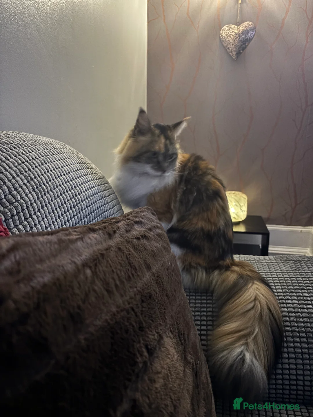 Maine Coon cats for sale: mother and daughter maine coons - Advert 3