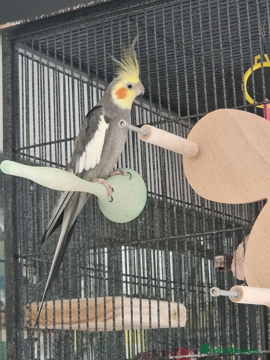 Cockatiels birds for sale: Male cockatiel for sale - Advert 10
