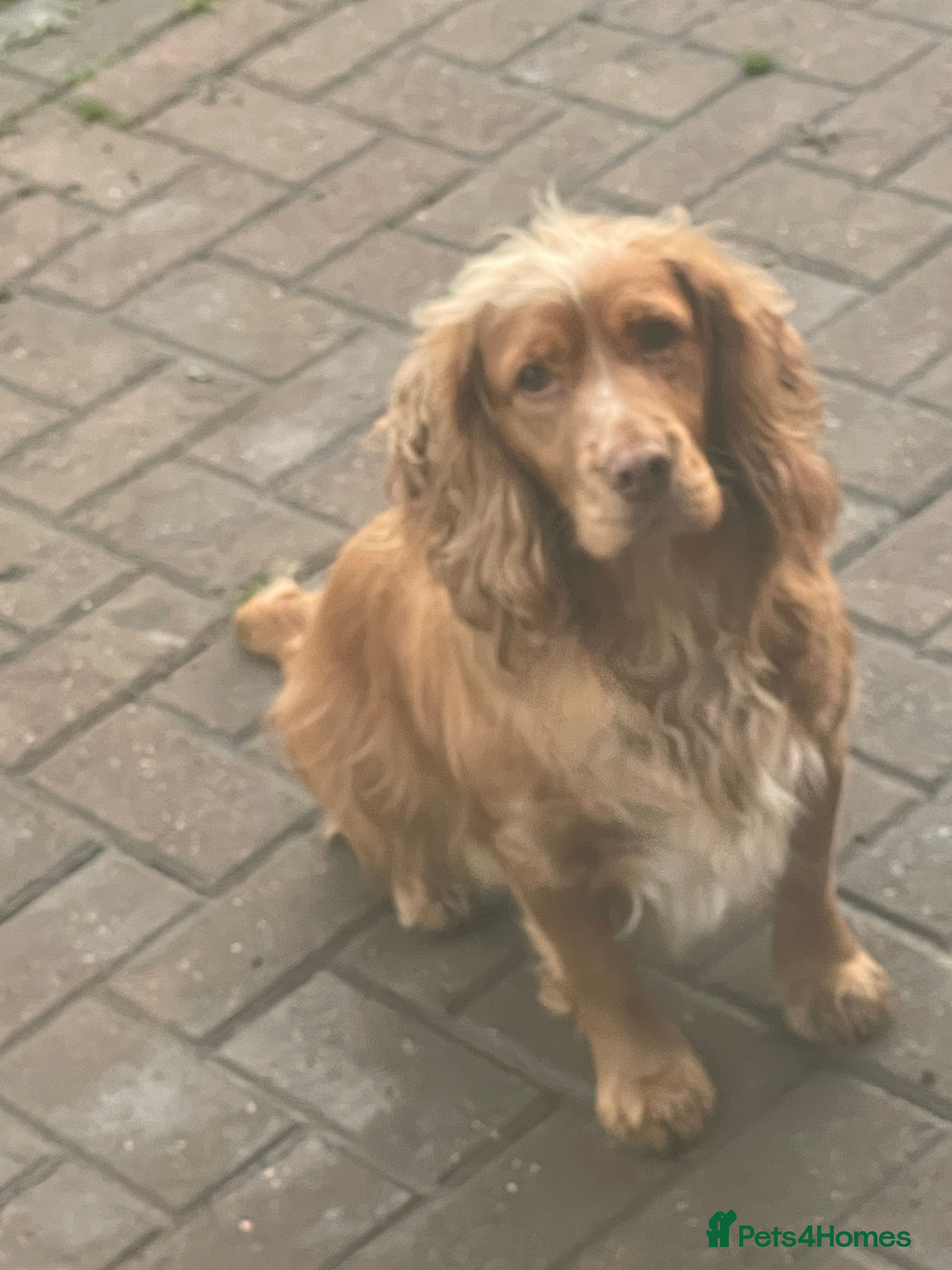 Cocker Spaniel dogs Red girl cocker spaniel - Advert 10