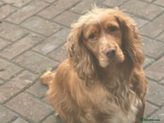 Cocker Spaniel dogs Red girl cocker spaniel - Advert 10