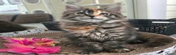 Maine Coon cats for sale: Top quality Mainecoon girls..Tica reg  - Advert 22