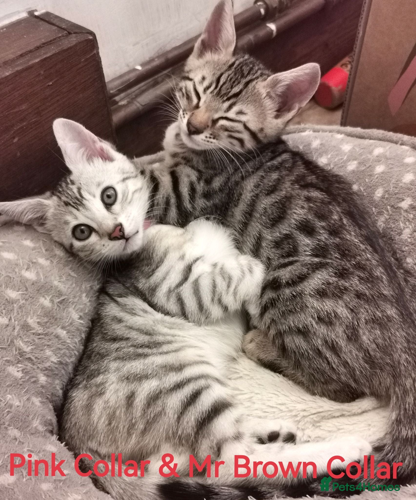Bengal cats  Silver, Snow & brown Spotted Bengal Kittens - Advert 2