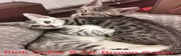 Bengal cats for sale:  Silver, Snow & brown Spotted Bengal Kittens - Advert 5