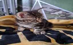 British Shorthair cats for sale: 2 beautiful kittens ready to leave  - Image 4