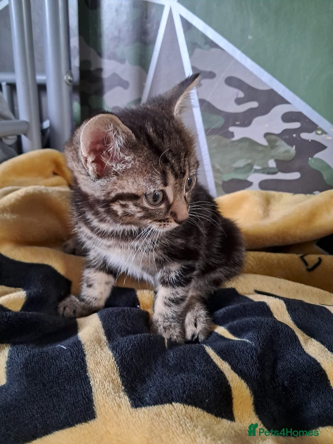 British Shorthair cats for sale: 2 beautiful kittens ready to leave  - Image 4