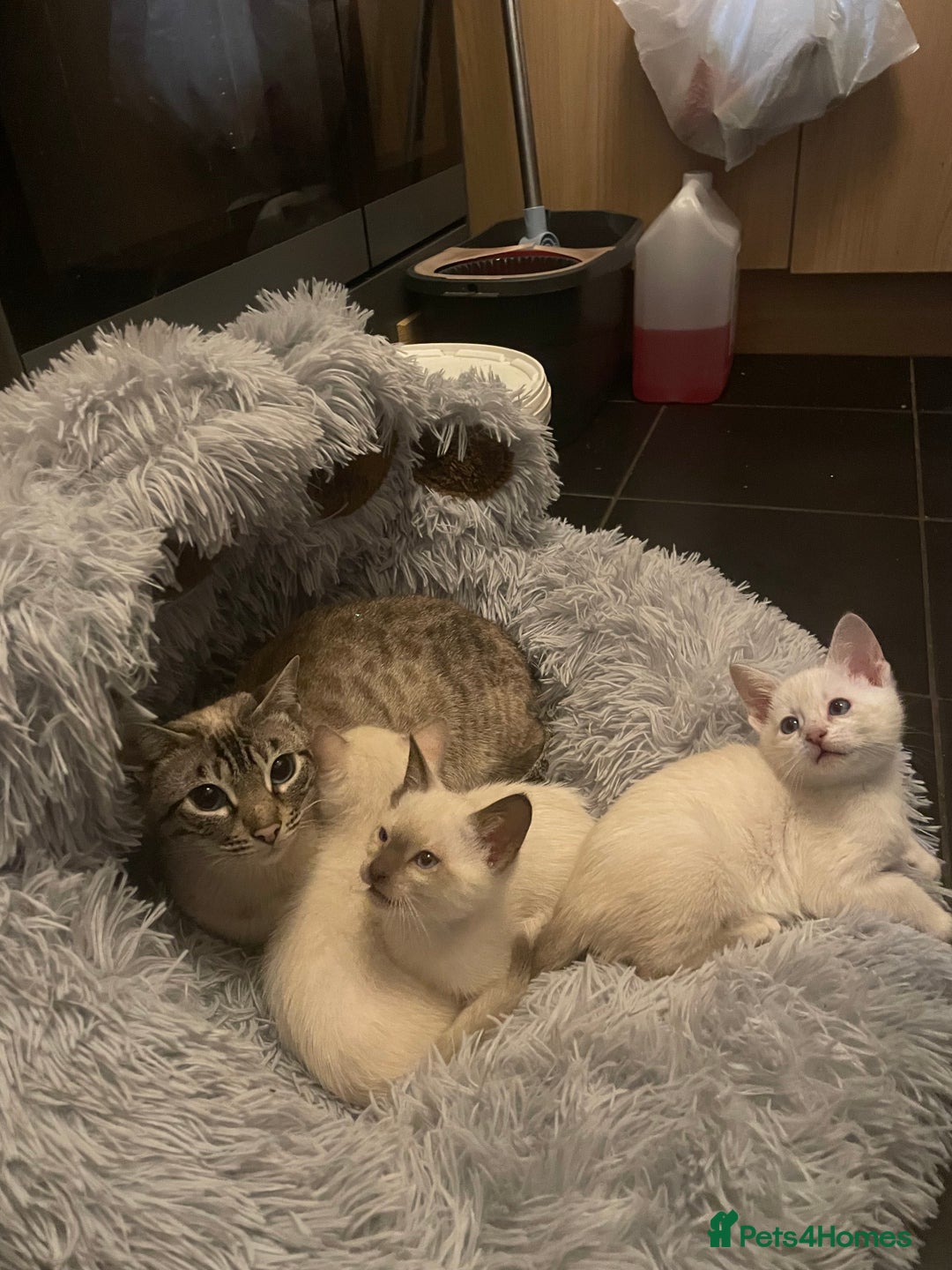 Bengal cats for sale: ABSOLUTELY BEAUTIFUL KITTENS 🐈‍⬛ XX - Advert 17