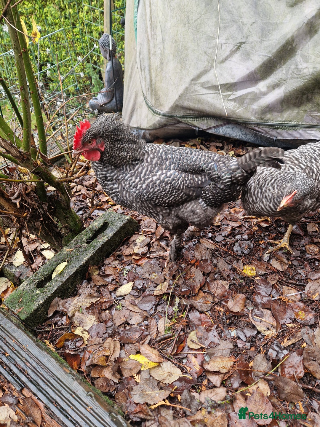 Chickens poultry for sale: Barred Plymouth Cockeral - Advert 1