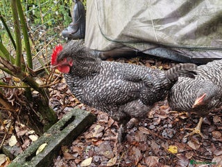Chickens poultry Barred Plymouth Cockeral - Advert 4