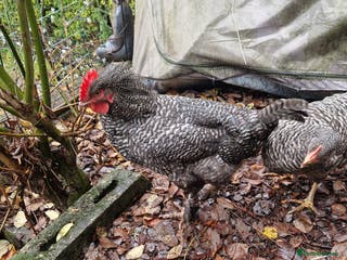 Chickens poultry Barred Plymouth Cockeral - Advert 23
