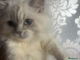 British Shorthair cats in Sheffield - Advert 28