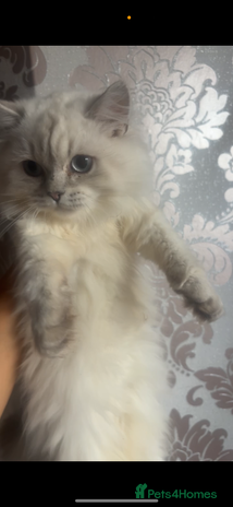 British Shorthair cats in Sheffield - Advert 6