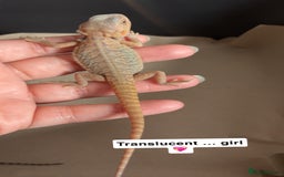 Bearded Dragon reptiles for sale: Baby bearded dragons  - Image 5