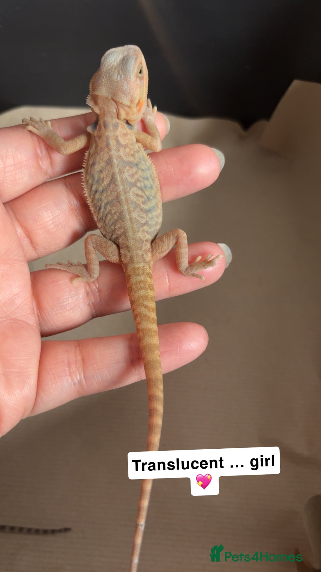 Bearded Dragon reptiles for sale: Baby bearded dragons  - Image 5