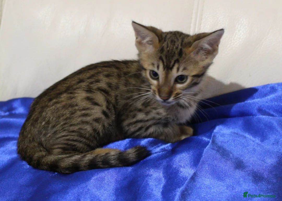 Savannah cats for sale: Highly spotted Savannah kittens  - Advert 14