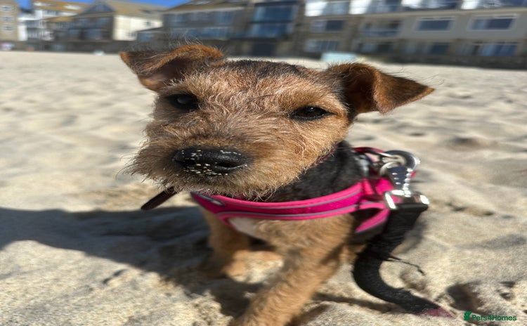 Lakeland Terrier dogs - Advert 1
