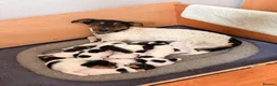 Jack Russell dogs for sale: Tri coloured Jack Russell pups in Isle of Bute - Advert 1