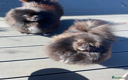 Pomeranian dogs for sale: 2 pomeranian bitches for sale - Image 1