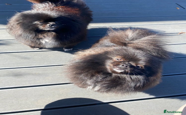 Pomeranian dogs - Advert 10