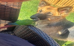 Conures birds for sale: Hand reared very tame conure - Image 2