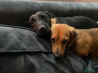Mixed Breed dogs Buddy and Minnie (to be rehomed together) - Advert 1