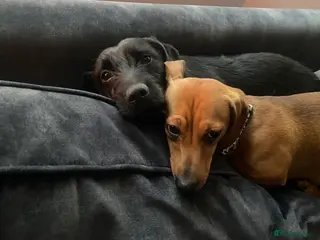 Mixed Breed dogs Buddy and Minnie (to be rehomed together) - Advert 16