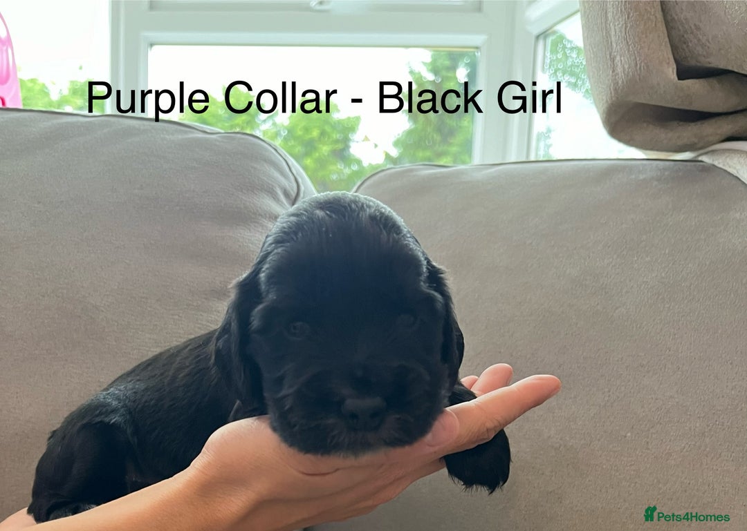 Cocker Spaniel dogs for sale: Beautiful Cocker Spaniel Puppies  - Image 13