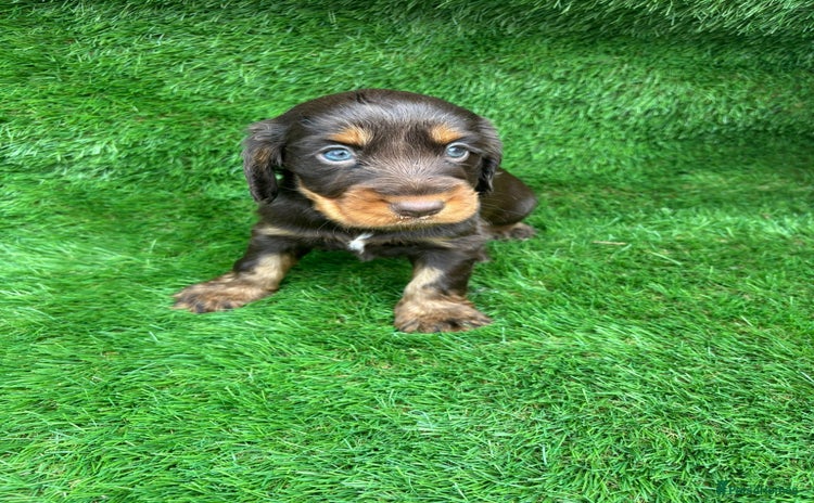 Cocker Spaniel dogs - Advert 1