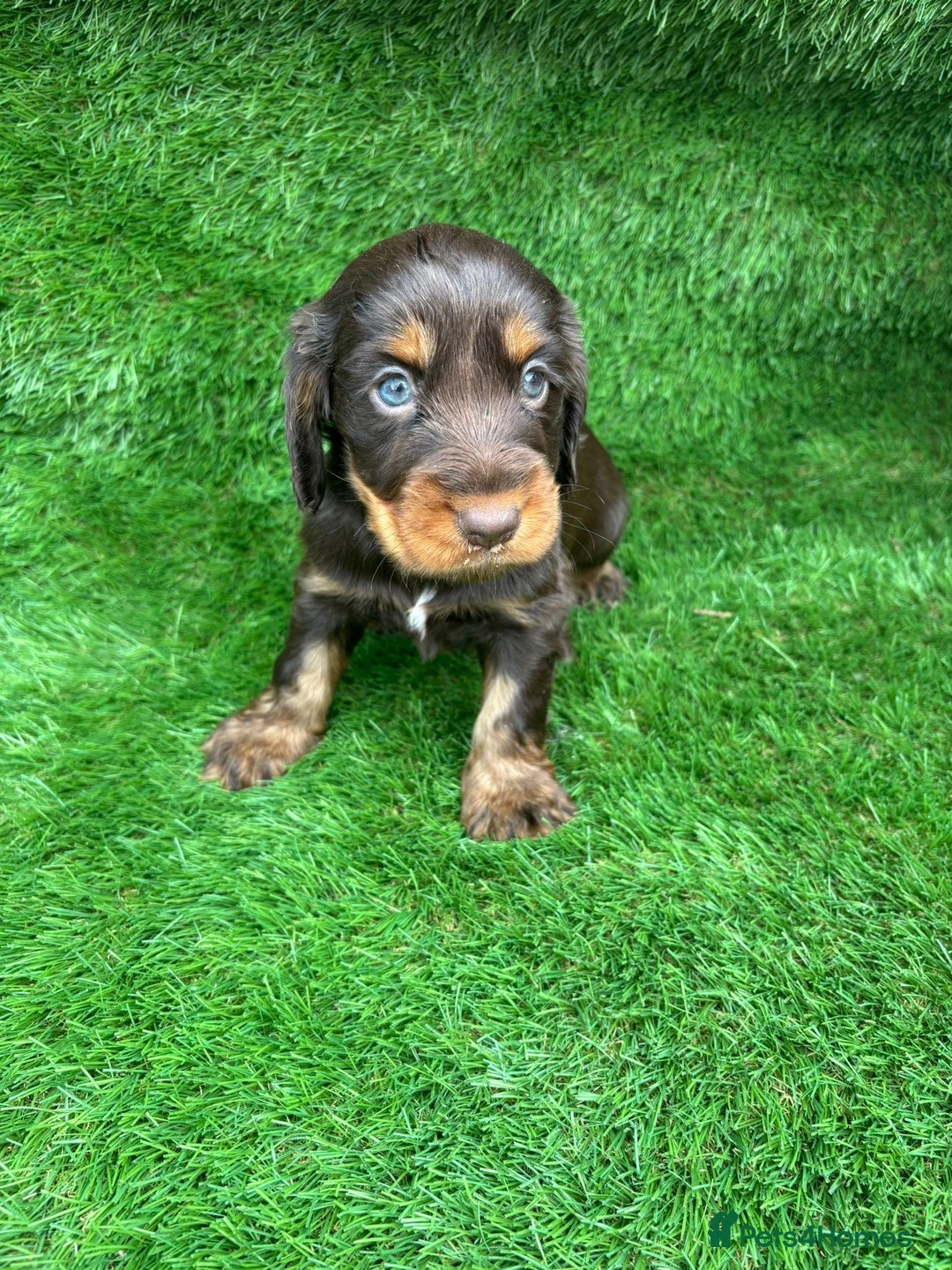 Cocker Spaniel dogs for sale: KC DNA SHOW TYPE COCKER SPANIEL!!  - Image 1