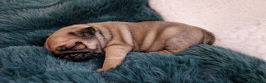 Pug Puppy 2