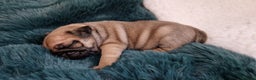Pug dogs for sale: 2 Adorable pug puppies for sale  - Advert 7