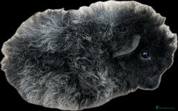 Guinea Pig rodents for sale: Longhaired (alpaca) baby guinea pigs  - Image 4