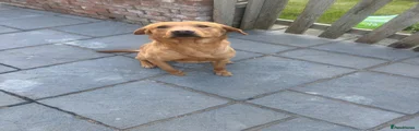 Labrador Retriever 1
