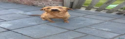 Labrador Retriever dogs for sale: Labrador male and female  - Advert 7