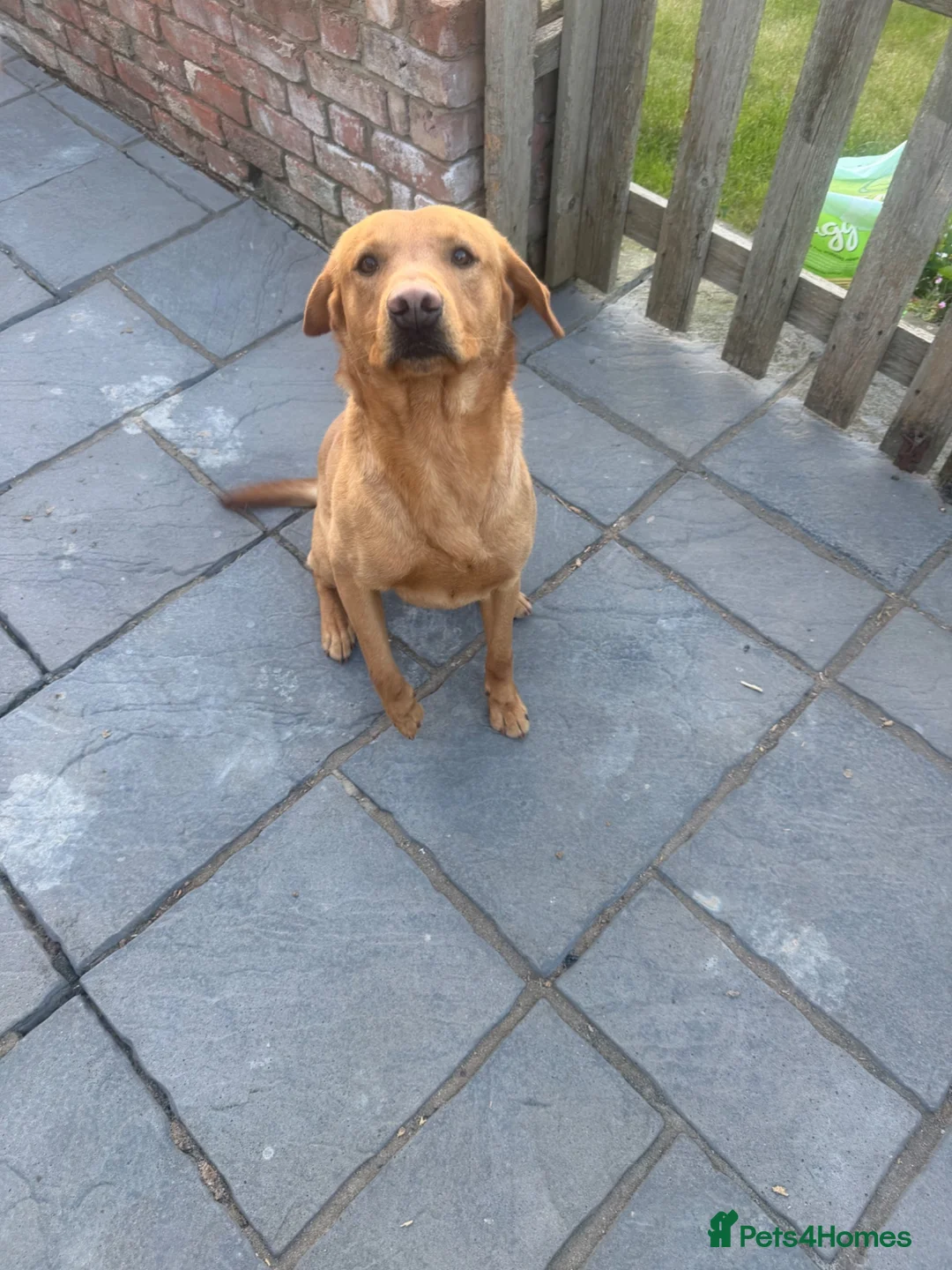 Labrador Retriever dogs for sale: Labrador male and female  - Advert 7