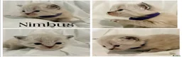 Himalayan cats for sale: Himalayan x Ragdoll babies - Advert 9
