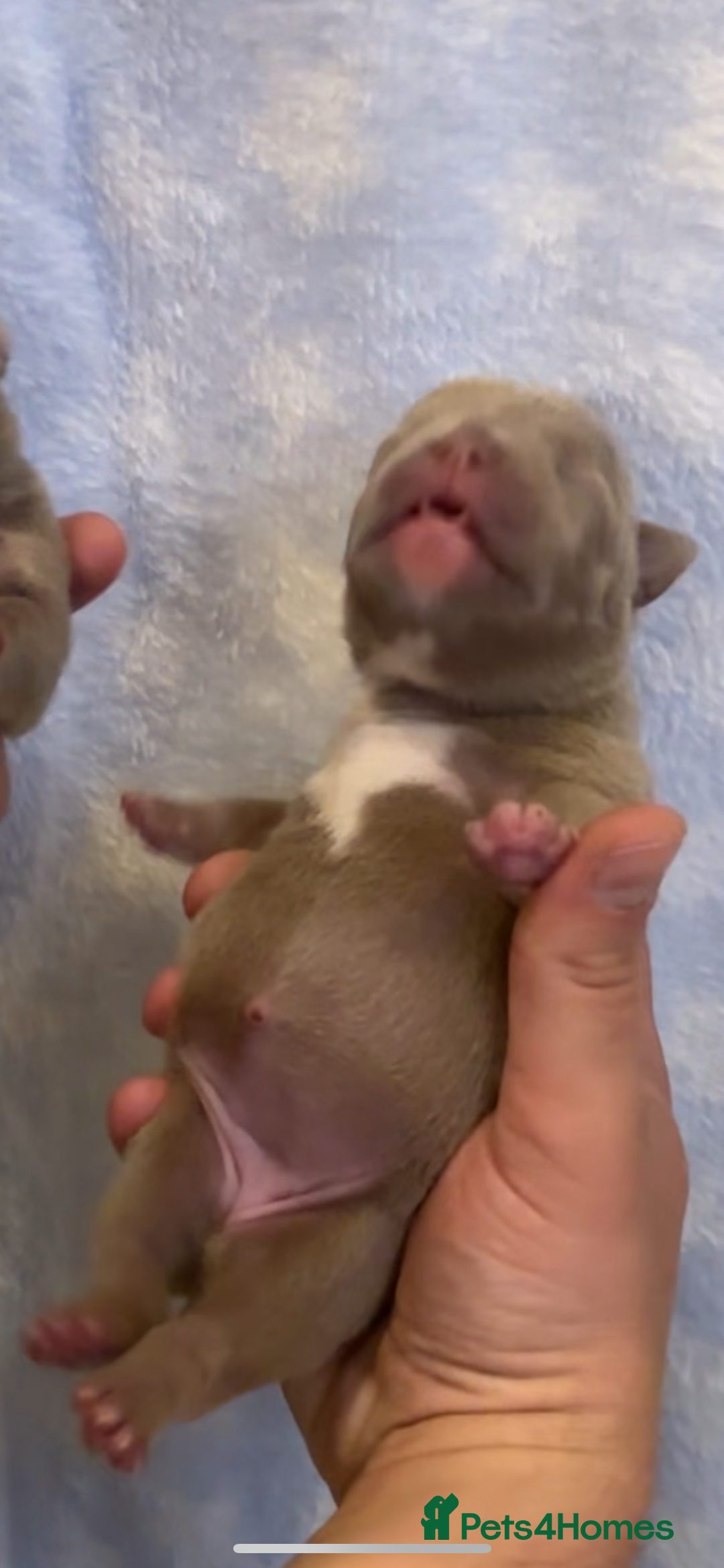 American Bully dogs for sale: Lilac’s Miniature microbully’ puppy’s - Advert 14
