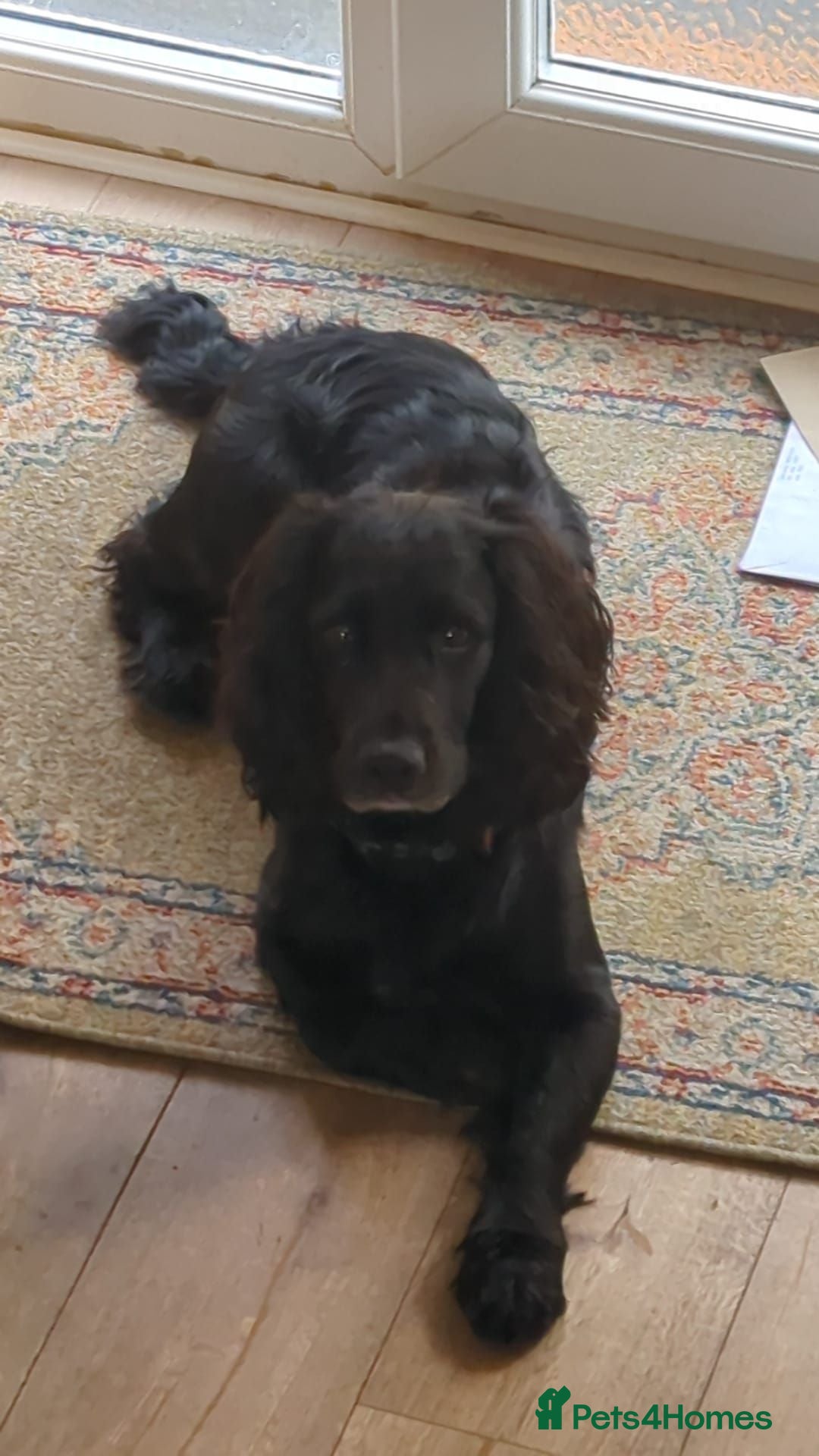 Cocker Spaniel dogs Cocker Spaniel for stud - Advert 18