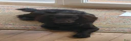 Cocker Spaniel dogs for stud: Cocker Spaniel for stud - Advert 1