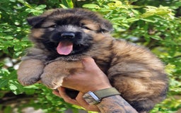 German Shepherd dogs for sale: German shepherd puppies KC register  - Image 3
