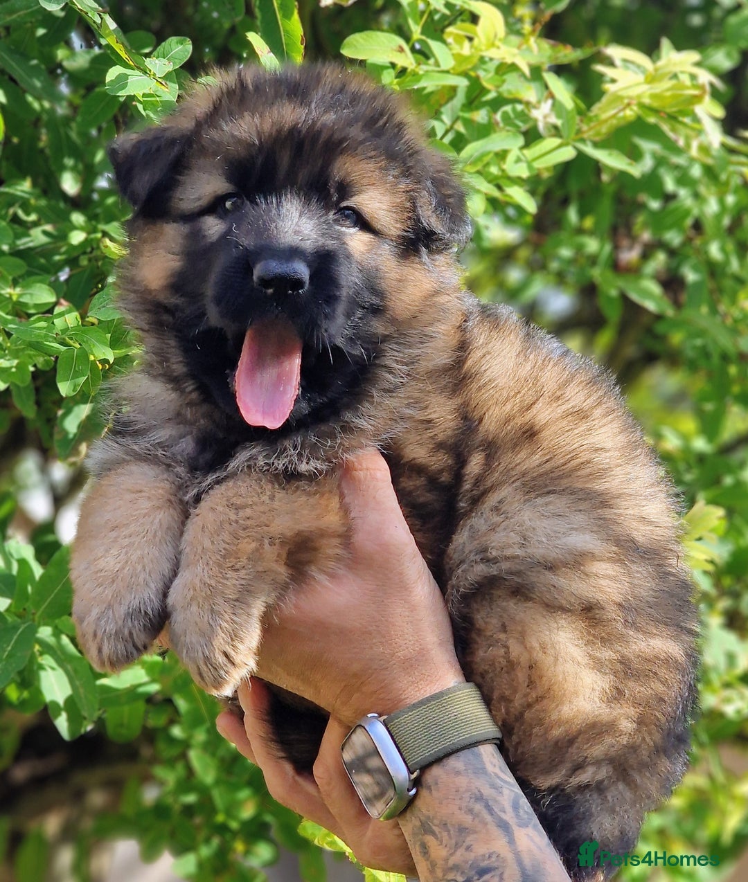 German Shepherd dogs for sale: German shepherd puppies KC register  - Image 3