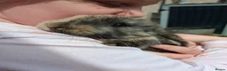 Mini Lop rabbits for sale: Baby kits (rabbits) - Advert 3
