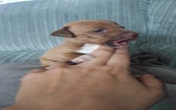 Patterjack dogs for sale: Paterjacks  - Image 6