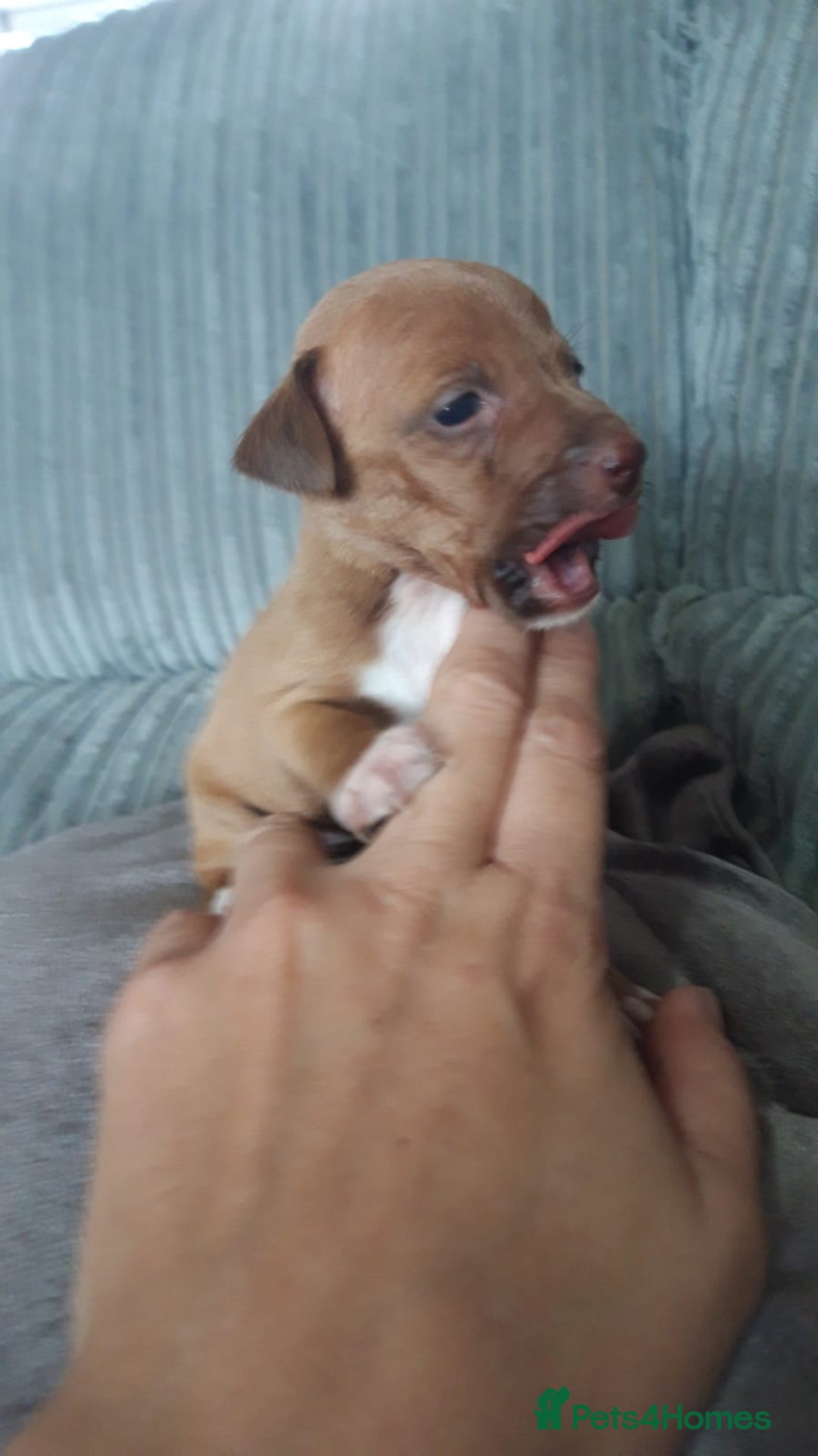 Patterjack dogs for sale: Paterjacks  - Image 6