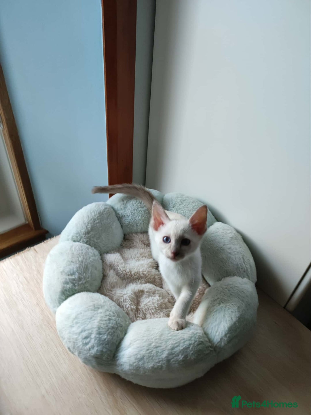 Siamese cats for sale: Siamese x rex cross kittens - Advert 10