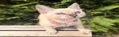 Bengal 3