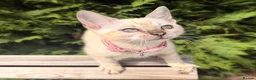 Bengal cats for sale: Nala’s Bengal kitten ready for new home  in Pinner - Advert 4