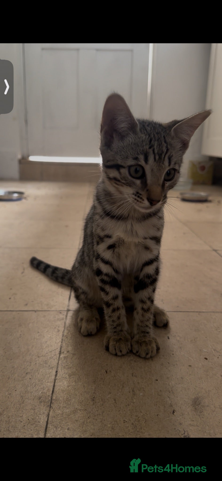 Bengal cats Stunning Snow Bengal x Savannah Kitten  - Advert 2