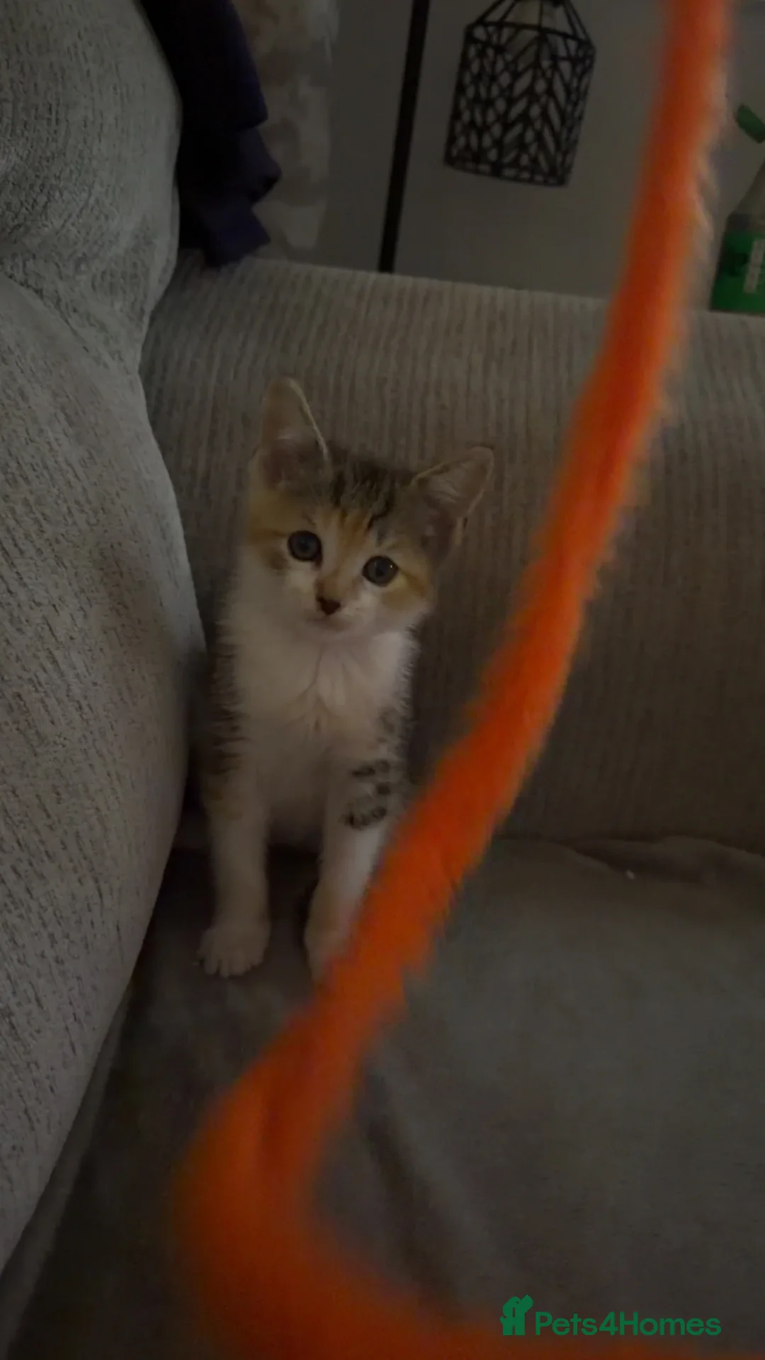 Mixed Breed cats for sale: Female kitten  in Bedworth - Advert 3